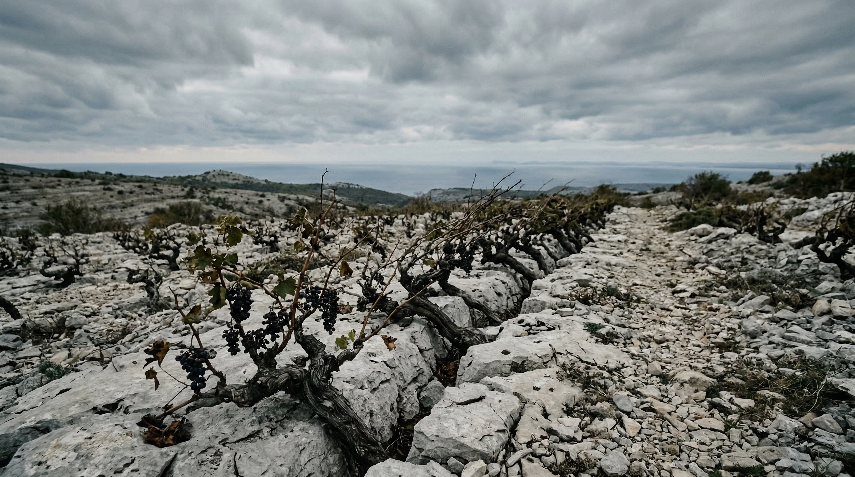 Gnarled vines growing from bare limestone on the Karst plateau above the Adriatic, heavy overcast sky, dark grape clusters